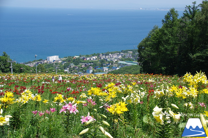 北海道最大級、213万輪のゆりの花！『オーンズ春香山ゆり園』